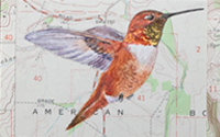 Rufous Hummingbird