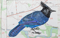 Stellar Jay