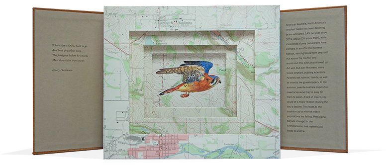 This image has an empty alt attribute; its file name is Kestrel.Open_.Web_.png